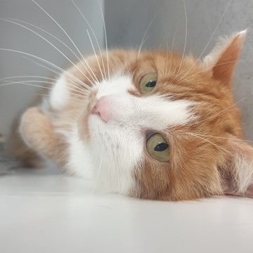 Cat Cuddling