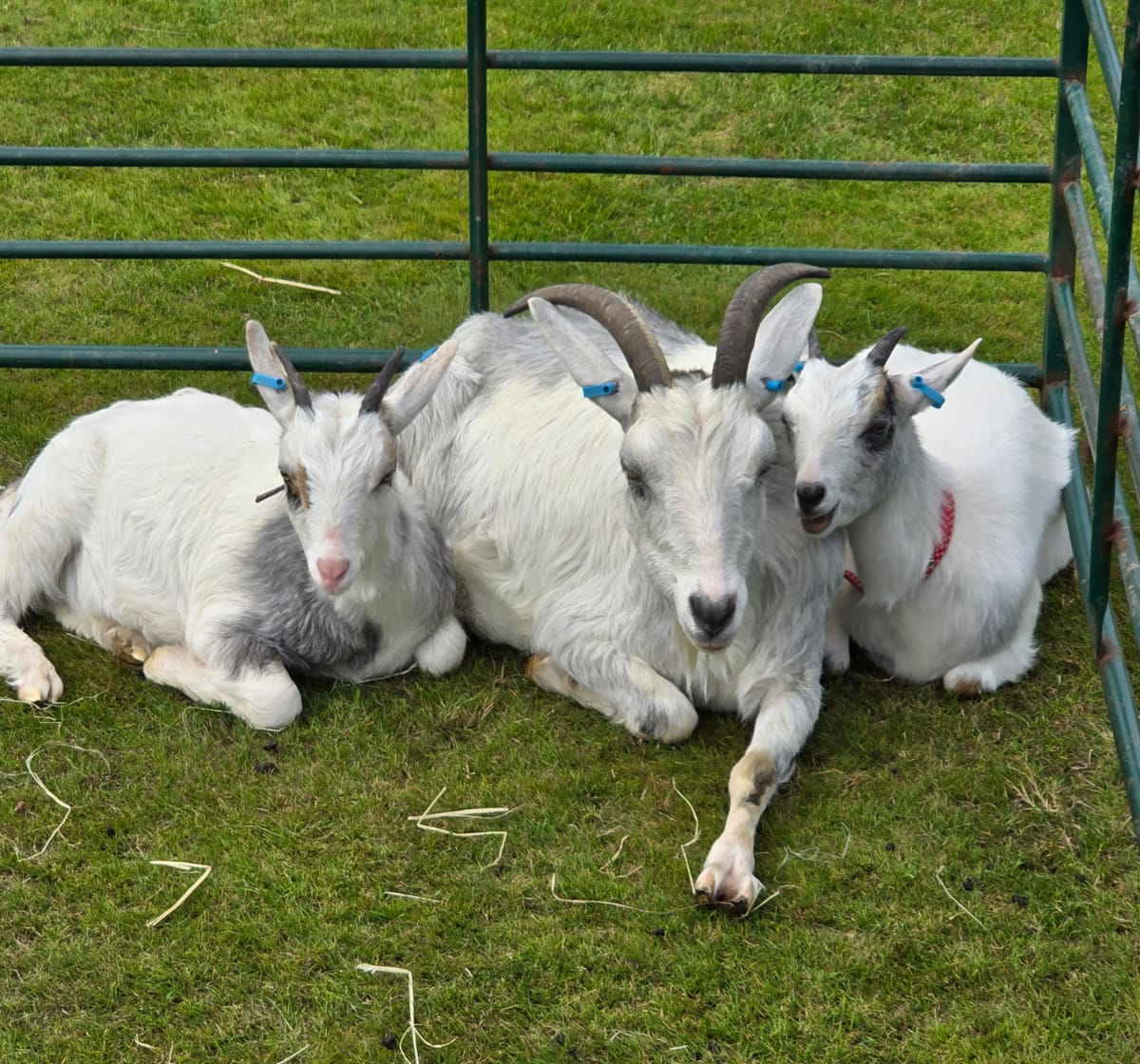 Animal Care
