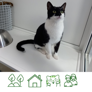 Bumble (Reserved)