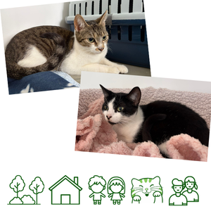 Coco & Fifi (Coco is reserved)