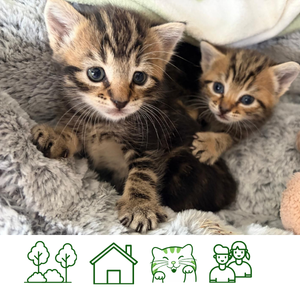 Q Kittens (RESERVED)