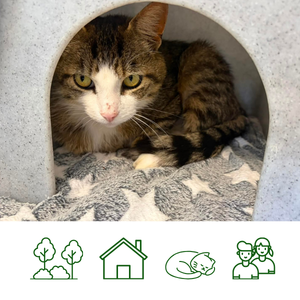 Alfie Reserved