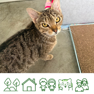 Rosie (Reserved)